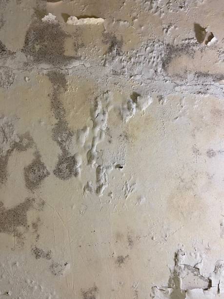 Best Toxic Mold Removal  in West Carrollton, OH