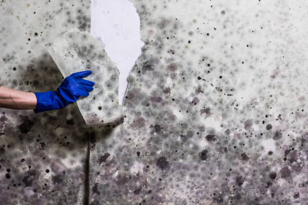 Best Black Mold Removal  in West Carrollton, OH