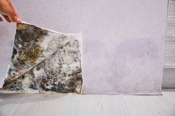 Trusted West Carrollton, OH Mold Removal Experts